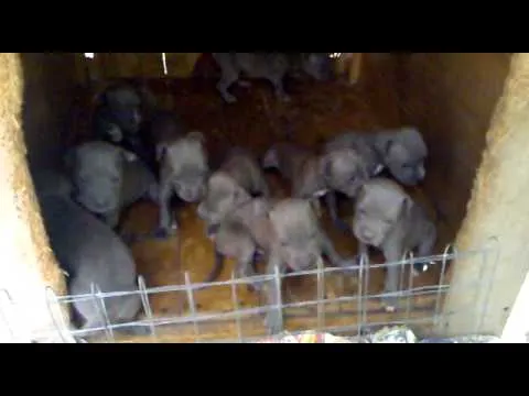 VENTA DE PIT BULLS APBT CACHORROS PITBULL BLUE 100% - YouTube