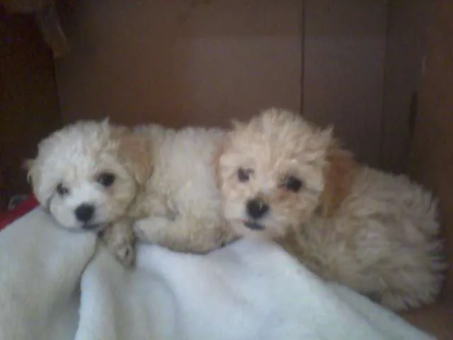 Tengo a la venta preciosos cachorritos french mini toy de tres ... Tengo a la venta preciosos cachorritos french mini toy de tres ...