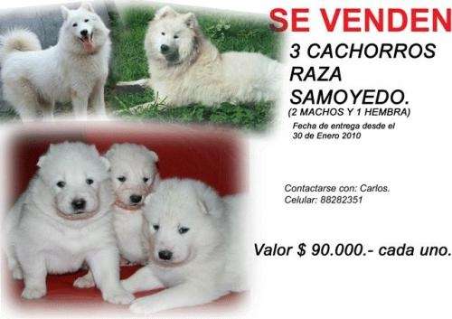 Venta de perros samoyedo - Imagui