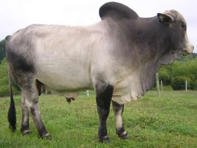 Venta toro brahman registrado quindio colombia - Quindío, Colombia ...