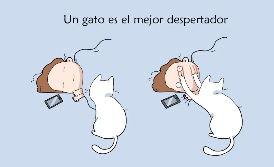 ventajas-de-tener-un-gato.jpg