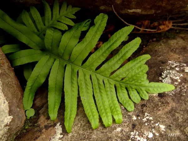 Una ventana a la naturaleza: 1. Características generales de las ...