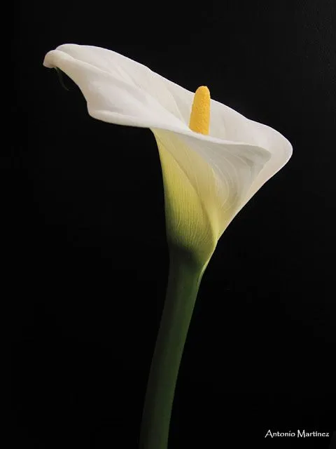 Una ventana a la naturaleza: Flora con fondo negro