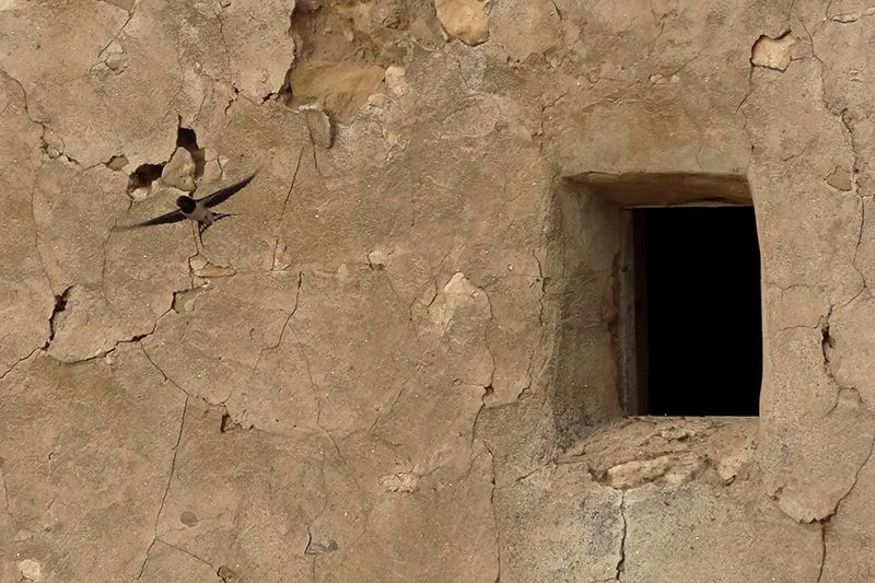 Una ventana a la naturaleza: La golondrina común, ave del año 2014 Una ventana a la naturaleza: La golondrina común, ave del año 2014