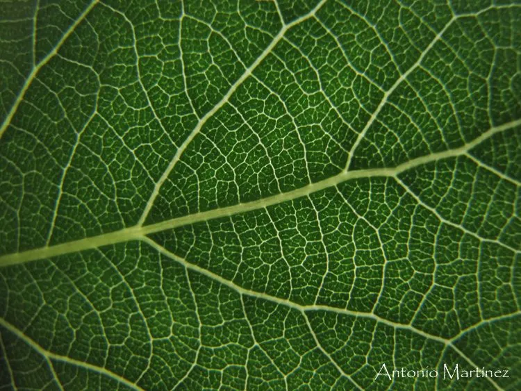 Una ventana a la naturaleza: 3. Los tejidos vegetales. Una ventana a la naturaleza: 3. Los tejidos vegetales.