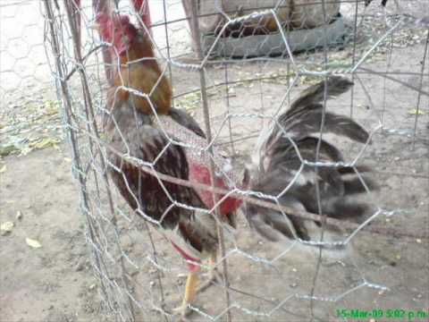 VENTAS DE GALLOS DE PELEAS - YouTube