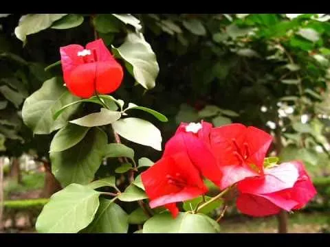 Verano Flores Mariposas Cantos de Aves - Vara Flori Fluturi si ... Verano Flores Mariposas Cantos de Aves - Vara Flori Fluturi si ...
