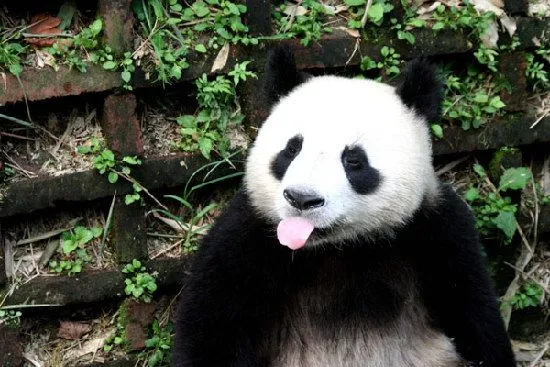 Un verano sofocante para los osos Panda_Spanish.China.org.cn Un verano sofocante para los osos Panda_Spanish.China.org.cn