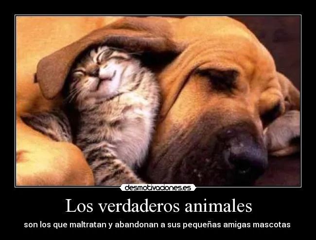 Los verdaderos animales | Desmotivaciones