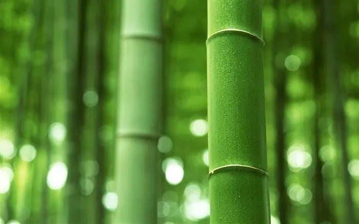 Verde álbumes fondo de pantalla de bambú #15 - Fondo de pantalla ... Verde álbumes fondo de pantalla de bambú #15 - Fondo de pantalla ...