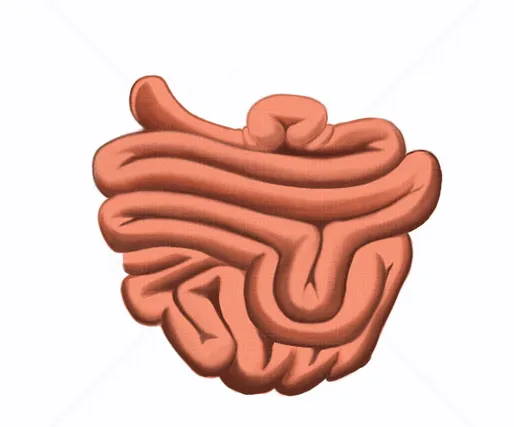 MAS VERDE MANZANA: ANATOMÍA DEL INTESTINO DELGADO