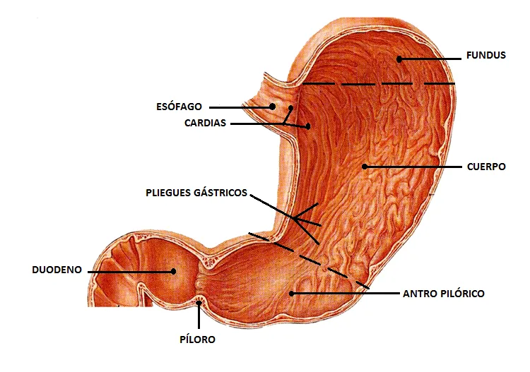 MAS VERDE MANZANA: ANATOMÍA DEL ESTÓMAGO