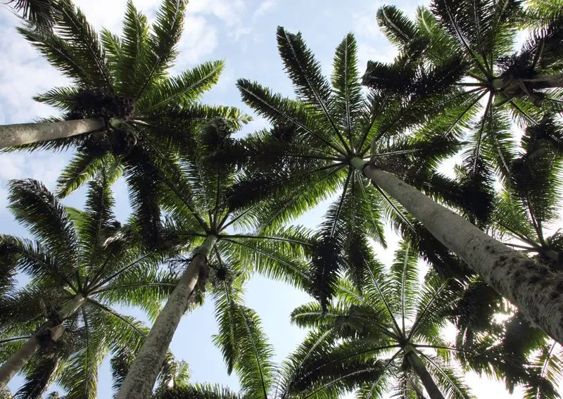 Siempre Verde Venezuela: Al arbol debemos
