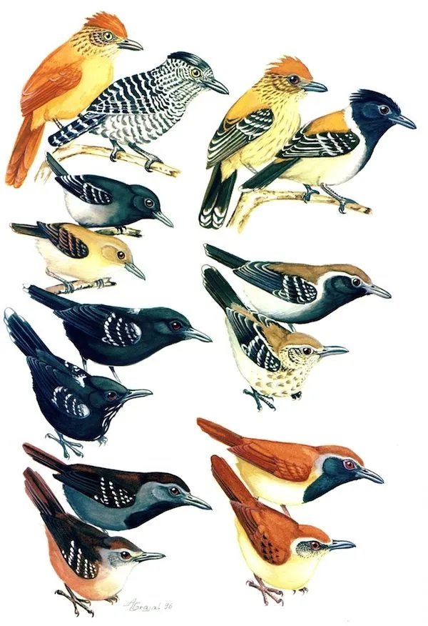 Siempre Verde Venezuela: El arte de pintar aves Siempre Verde Venezuela: El arte de pintar aves