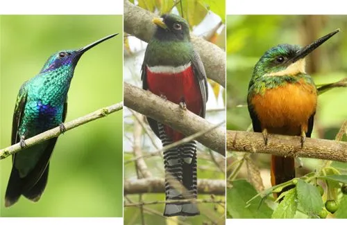 Siempre Verde Venezuela: Aves que viajan juntas Siempre Verde Venezuela: Aves que viajan juntas
