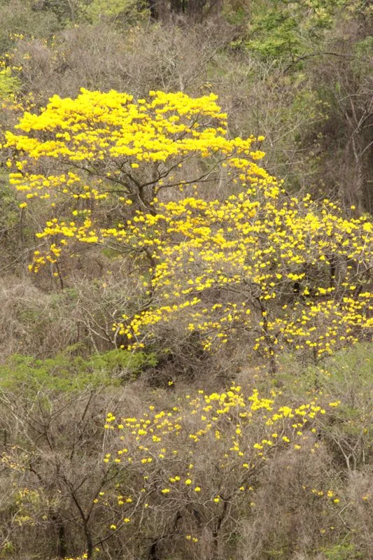 Siempre Verde Venezuela: Primavera de Oro