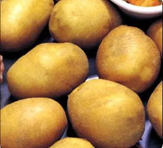 VERDURA PAPA - Imagui