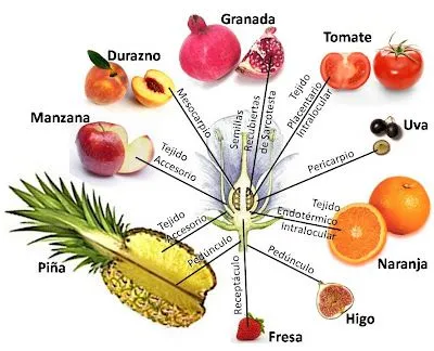 Verduras con su nombre - Imagui