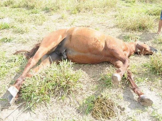 Vereador Zenilton Pinto oferece recompensa de R$1.000,00 por ... Vereador Zenilton Pinto oferece recompensa de R$1.000,00 por ...