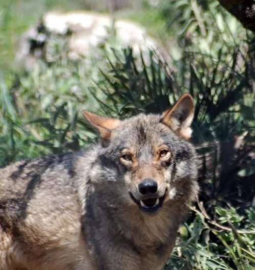 Verle la cara al lobo | Los Bloggers de Axena Verle la cara al lobo | Los Bloggers de Axena