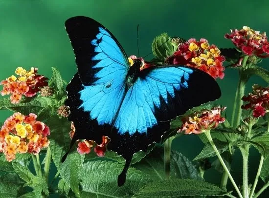 versosparacielo: las mariposas mas hermosas del mundo versosparacielo: las mariposas mas hermosas del mundo