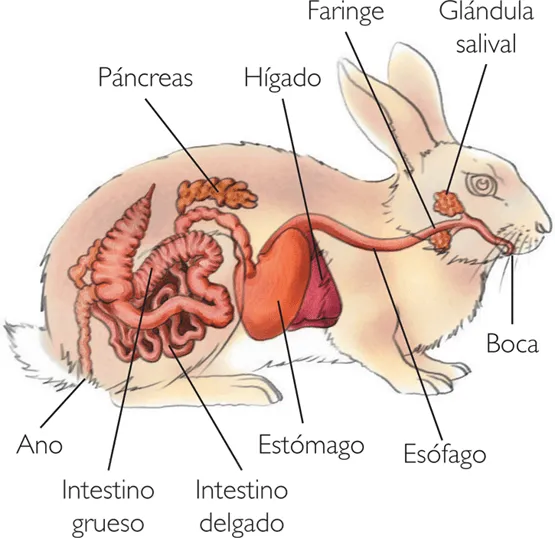 Biologia-Animal - La absorción.