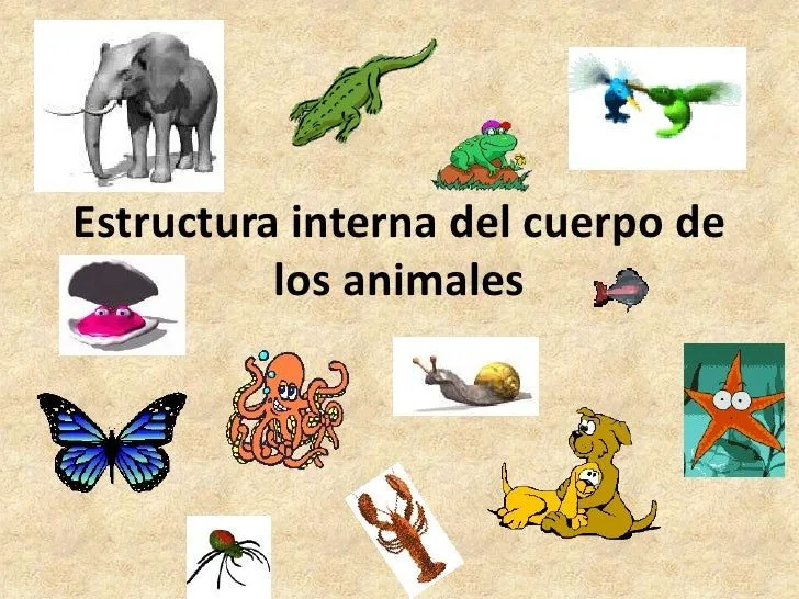 Vertebrados e invertebrados Vertebrados e invertebrados