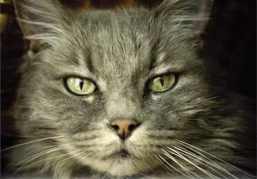 Veterinaria Argentina » Comportamiento social del gato doméstico ... Veterinaria Argentina » Comportamiento social del gato doméstico ...