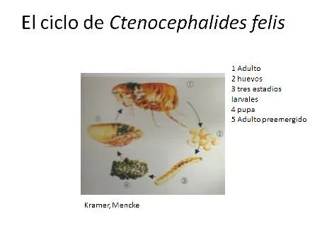 Veterinaria Argentina » Los inhibidores del crecimiento de los ...