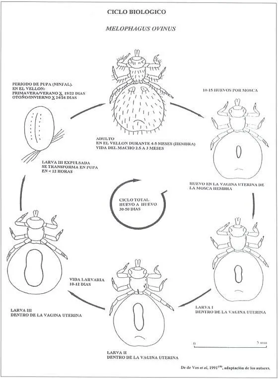 Dibujo pupa - Imagui