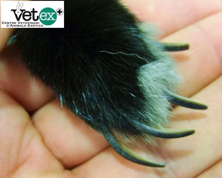 VETEX.Centro.Veterinario. Animales.Exóticos.Barcelona: CUIDADOS DE ... VETEX.Centro.Veterinario. Animales.Exóticos.Barcelona: CUIDADOS DE ...