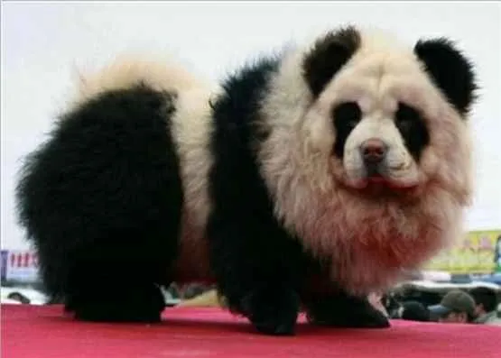 VETEX.Centro.Veterinario. Animales.Exóticos.Barcelona: ¿OSO PANDA ...