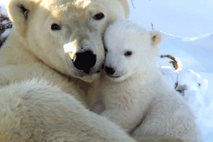 vía Imágenes y Gifs animados de Osos Polares) | Disfruta de Gifmania vía Imágenes y Gifs animados de Osos Polares) | Disfruta de Gifmania