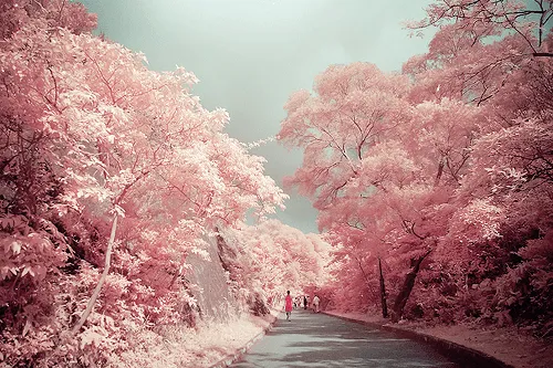 VIAJA SIN FLECOS , tu blog de viajes: Sakura 2014. Visitando Japón ... VIAJA SIN FLECOS , tu blog de viajes: Sakura 2014. Visitando Japón ...