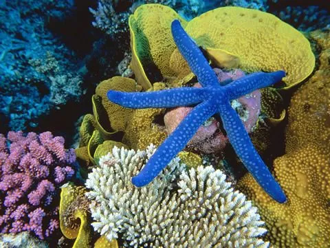 Por qué viajar al Caribe teniendo tan cerca las Islas Canarias ...