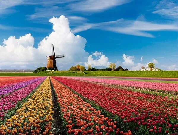 VIAJAR é alargar os nossos horizontes: Um mundo de Cores – Tulipas ...