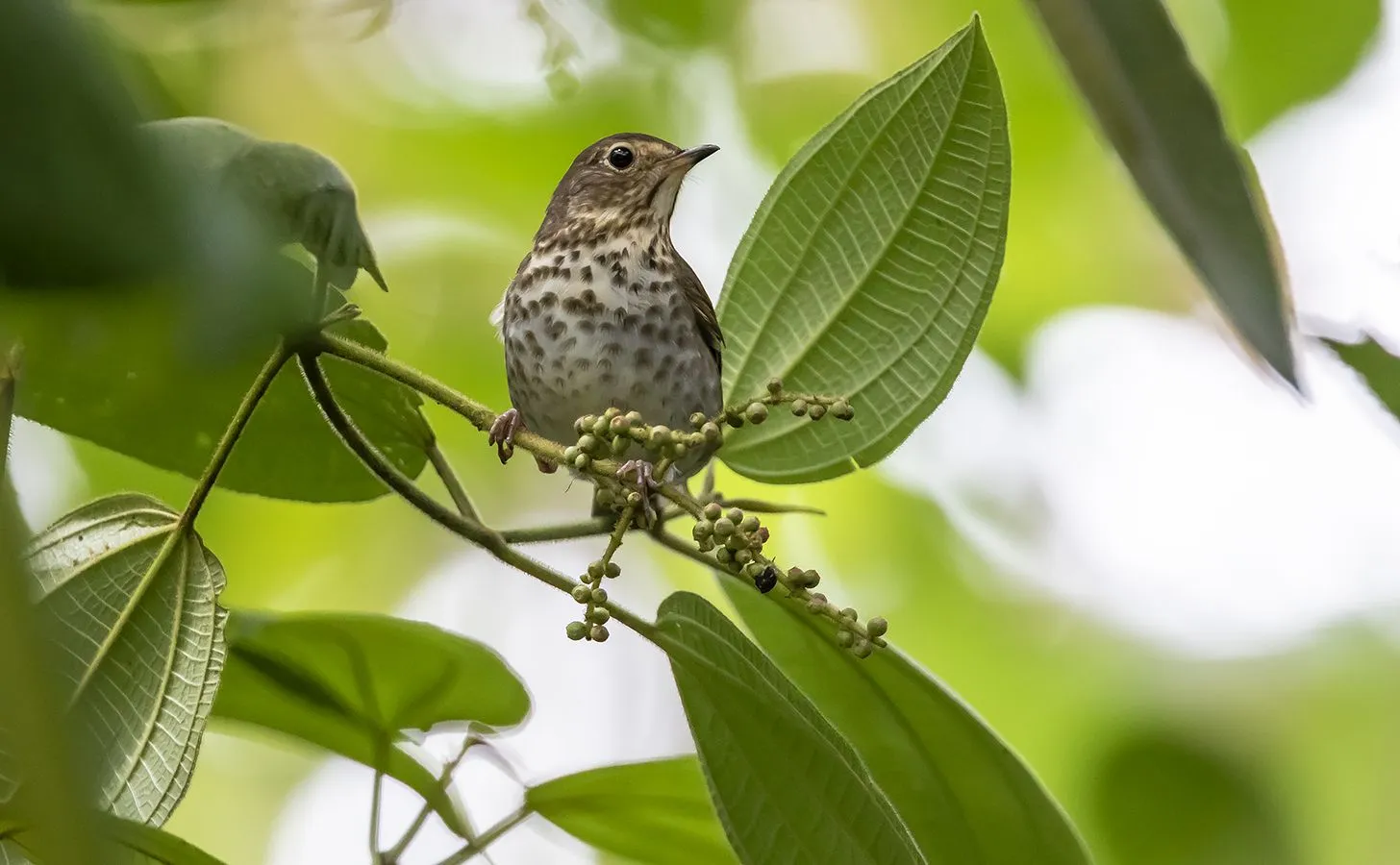 EL VIAJE DE UN AVE MIGRATORIA DESDE LOS ANDES DE COLOMBIA A NORTE AMÉRICA:  ¿SALIR TEMPRANO Y TOMARLO CON CALMA O SALIR MAS TARDE Y MIGRAR RÁPIDO? –  Animal Ecology in Focus