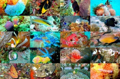 Viaje al fondo del mar I (peces, corales y arrecifes) | Banco de ...