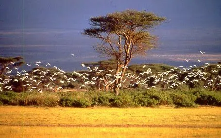 un viaje a la sabana africana ... - Página 5 un viaje a la sabana africana ... - Página 5