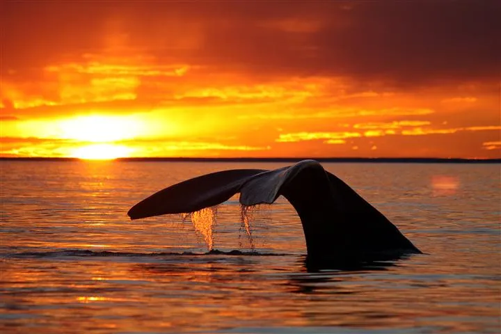 Viajes Asombrosos - Ballenas grises | Animales en Video Viajes Asombrosos - Ballenas grises | Animales en Video