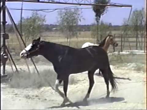 VICENTE FERNANDEZ. PARTE #2"1990" LOS 3 POTRILLOS SU RANCHO " EL ... VICENTE FERNANDEZ. PARTE #2"1990" LOS 3 POTRILLOS SU RANCHO " EL ...