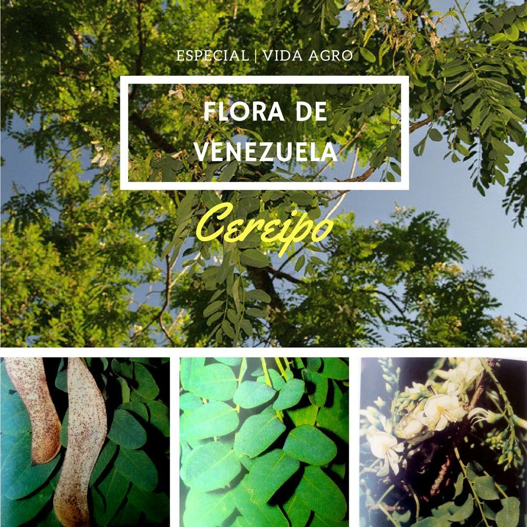 Vida Agro on X: Vida Agro on X: