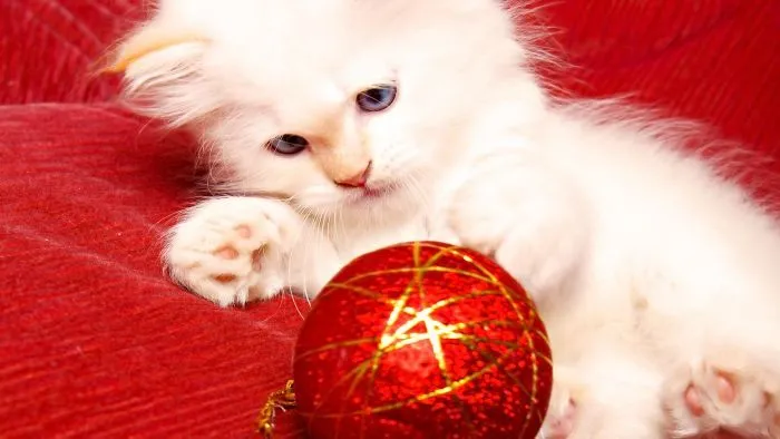 La vida Animal: diciembre 2013