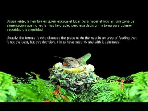 VIDA DE COLIBRIES - YouTube