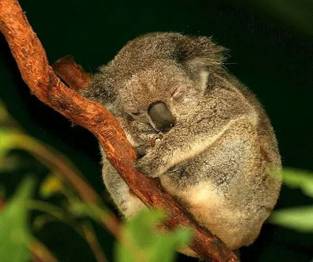 Modo de Vida del Koala | ilich7