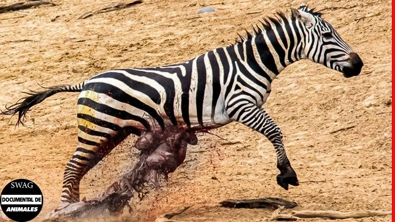 La Vida Es Miserable Como Una Cebra En La Naturaleza | Animales Salvajes - YouTube La Vida Es Miserable Como Una Cebra En La Naturaleza | Animales Salvajes - YouTube