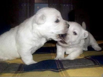 Los primeros días de la vida del perro | Cuidar de tu perro es ... Los primeros días de la vida del perro | Cuidar de tu perro es ...