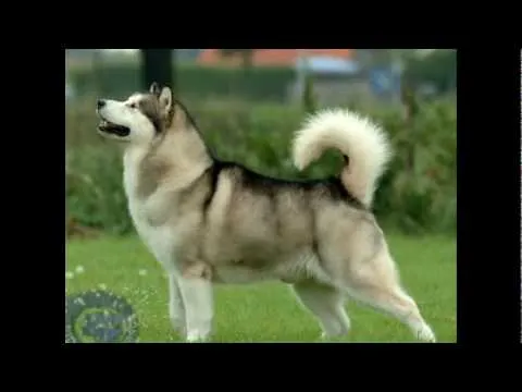 Vida de Perros: Alaskan Malamute 1/3 - YouTube Vida de Perros: Alaskan Malamute 1/3 - YouTube