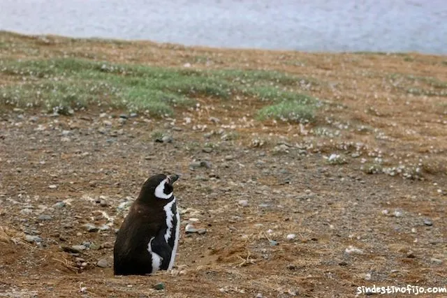 La vida del pingüino magallánico - una historia del fin del mundo La vida del pingüino magallánico - una historia del fin del mundo