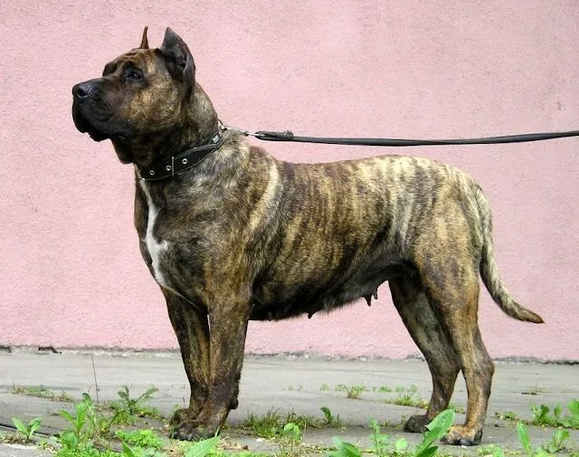 vida pitbull